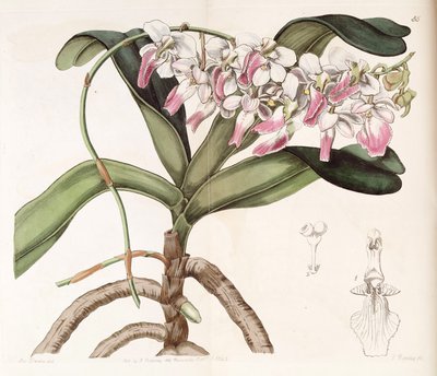 Aerides crispum by Miss Drake